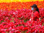 Spring in blossom around the world