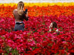 Spring in blossom around the world