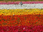 Spring in blossom around the world