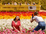 Spring in blossom around the world