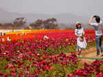 Spring in blossom around the world