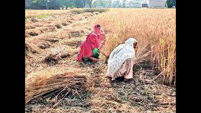 SKM turns to activists to sustain stir amid harvesting