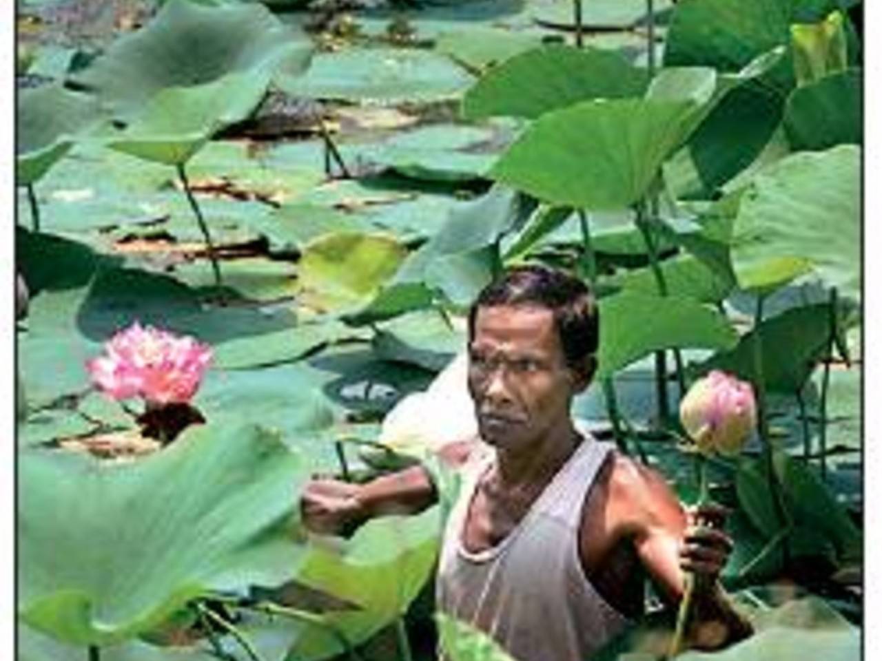Lotus in bloom, good news for Muslim farmers | Kolkata News ...