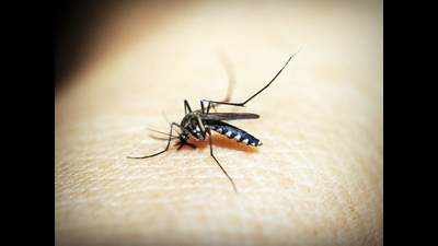 Mosquito density six times above normal in Delhi