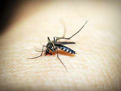 Mosquito density six times above normal in Delhi