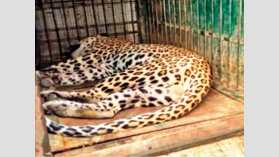 Injured leopard prowls into Udaipur village, tranquillised | Jaipur ...