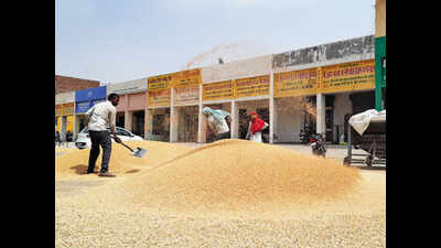 Wheat being sold and processed at a procurement center