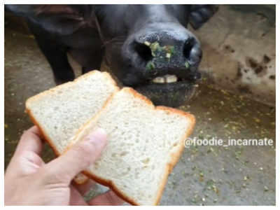 Watch: Buffalo relishes special sandwich, internet is amazed
