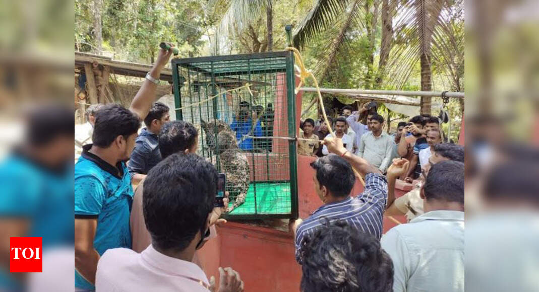 Leopard rescued from 30-foot-deep well