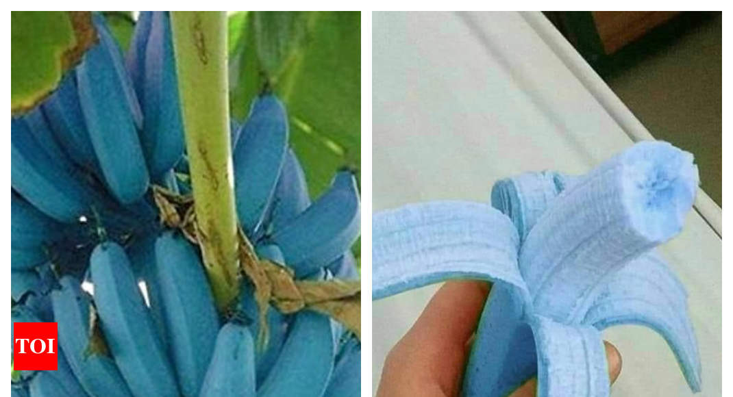 Blue Java Banana: What is Blue Java Banana and what it tastes like