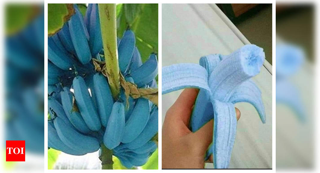 Blue Java Banana What Is Blue Java Banana And What It Tastes Like