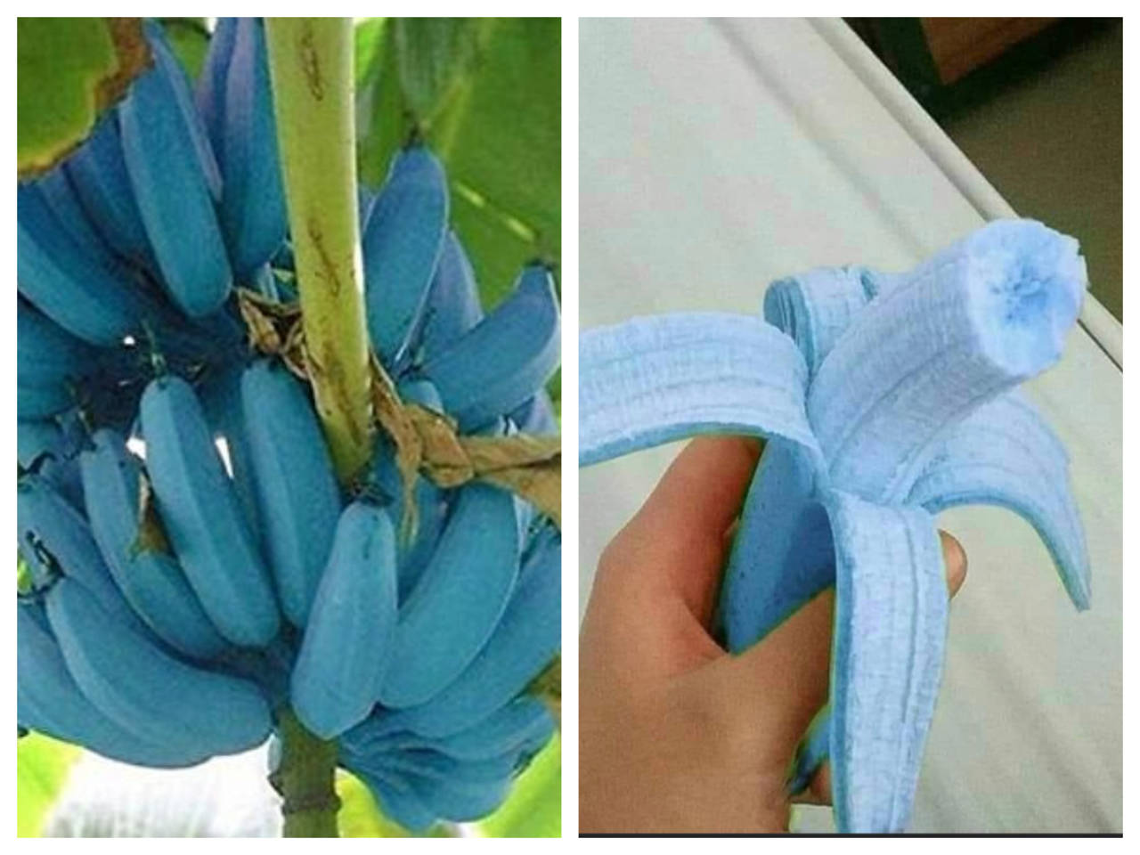 Blue Java Banana: What is Blue Banana and what it tastes like | - Times of India