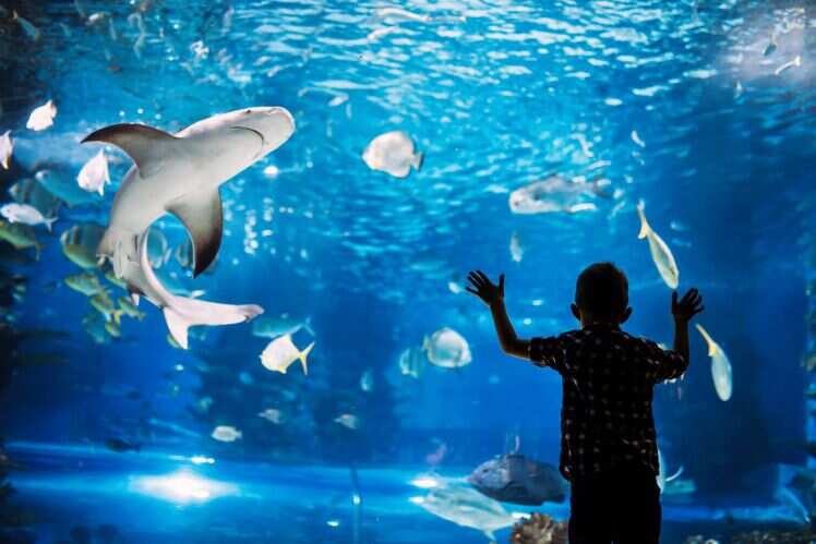Visit the underwater zoo