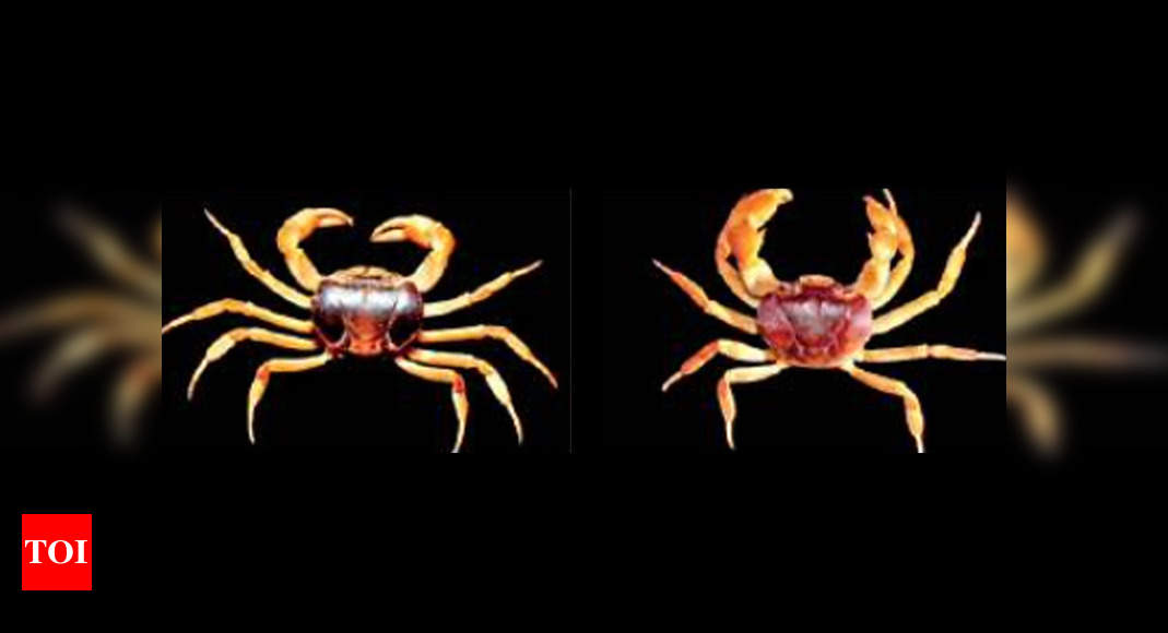 Two crab species discovered from the Western Ghats