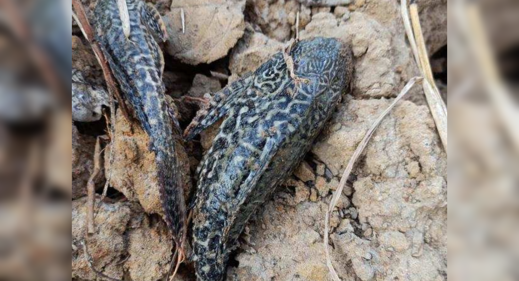 Ornamental Janitor fish in Cansaulim pond raises concern | Goa News