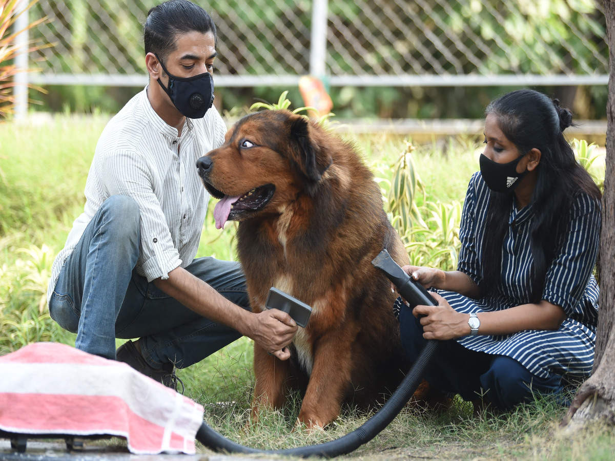 Pets World Kolkata West Bengal - RTELEY