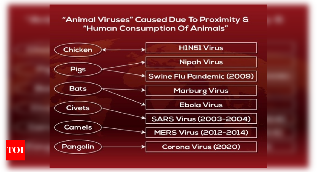 COVID19 : Animal Virus Again ! - Times of India