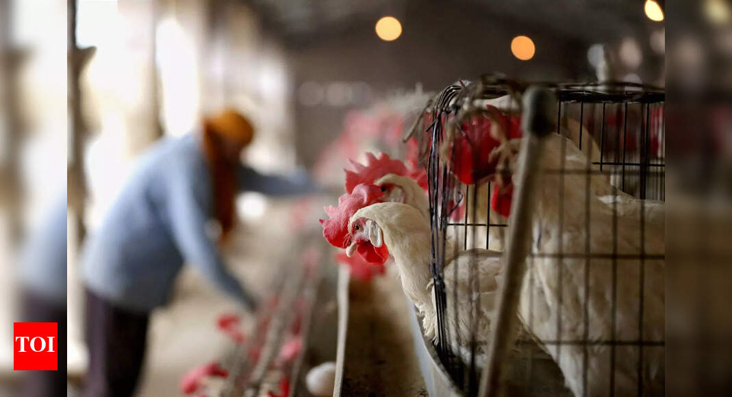 South African commercial poultry farm hit by avian flu outbreak - Times ...