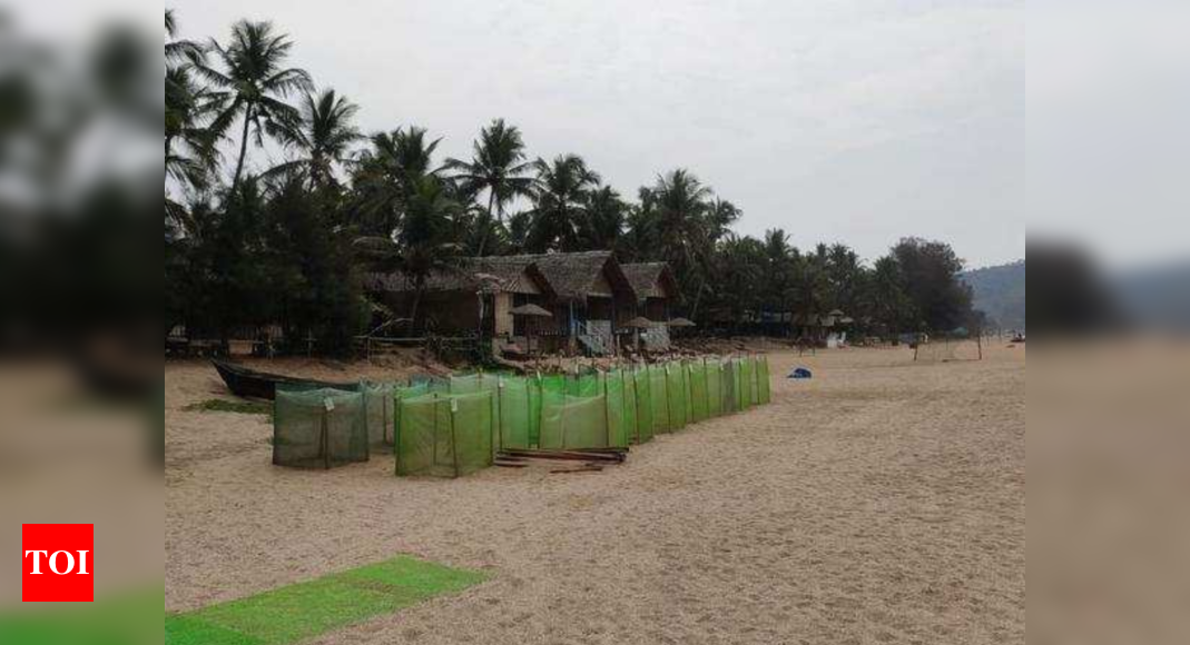 With 35 nests, Agonda sees best turtle nesting season