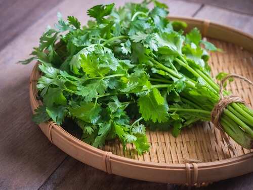 Cilantro leaves in telugu