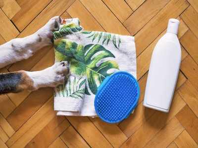 Anti-dandruff shampoos for dogs: Keep your pet comfortable & happy