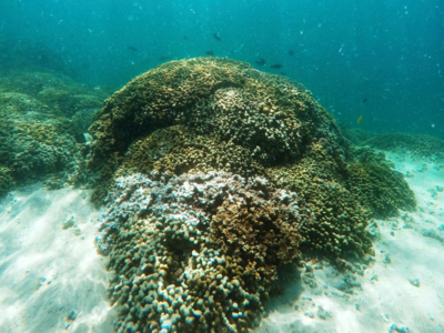 Global warming's extreme rains threaten Hawaii's coral reefs