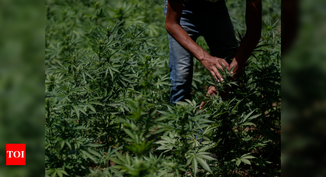growers-fret-as-mexico-moves-to-legalize-marijuana-times-of-india