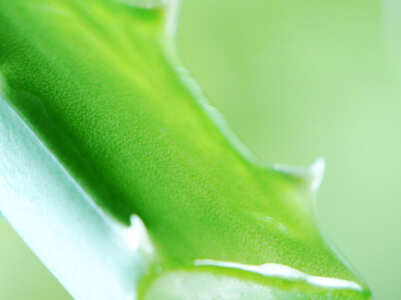 How to make aloe vera gel at home