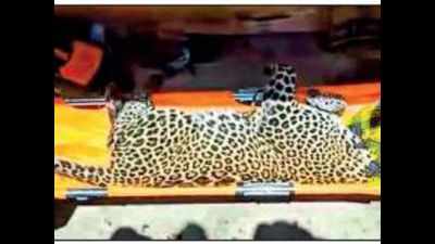 Vellore: Leopard enters house and attacks 3, captured