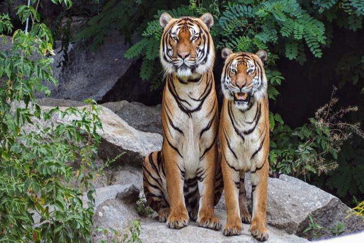 The big animals to spot at Tadoba Andhari Tiger Reserve in Maharashtra ...