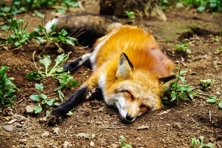 Dhole dogs
