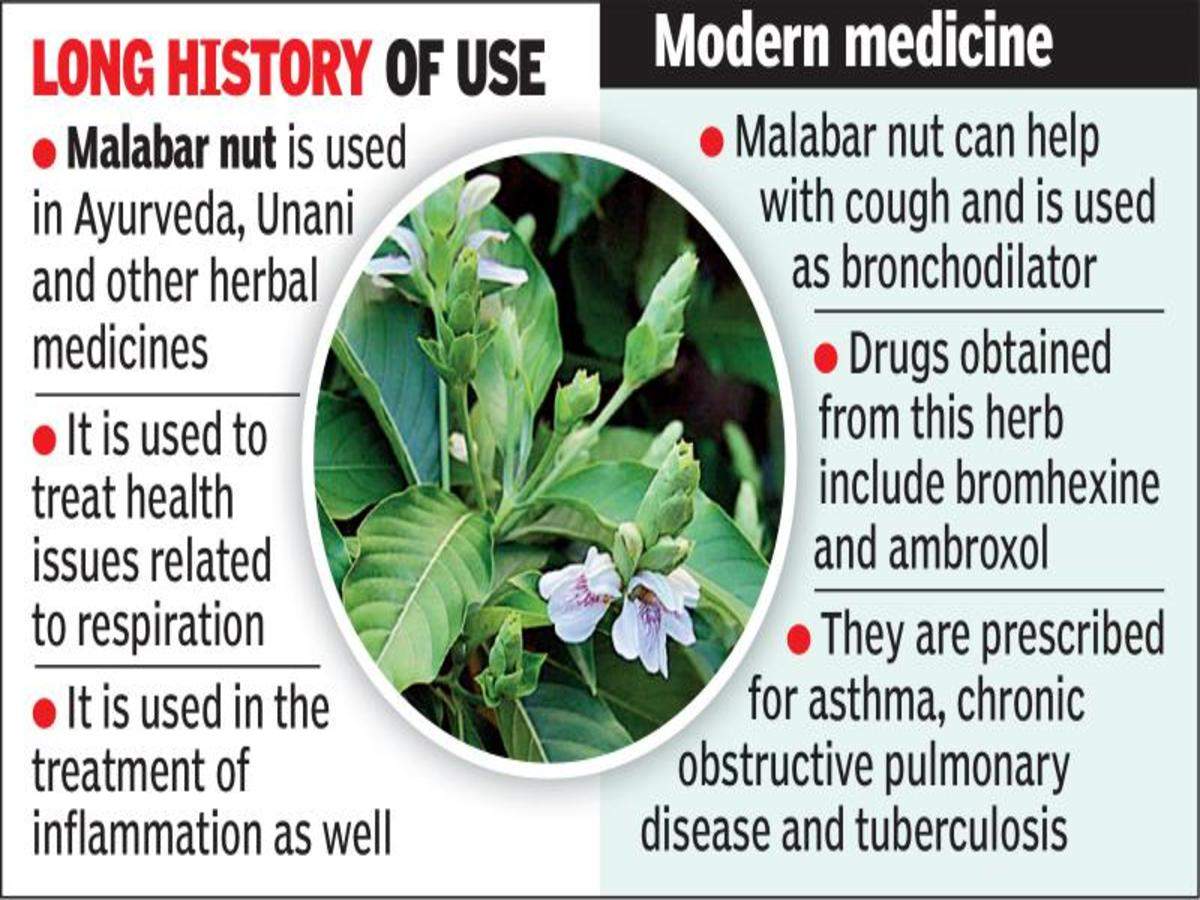 Malabar Nut Can Help Fight Symptoms Says Study Hyderabad News Times Of India
