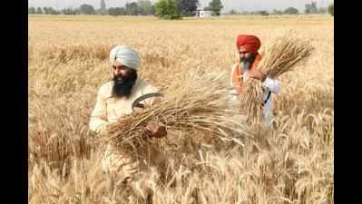 Farmers protesting on Delhi borders get help back at home for harvesting crop