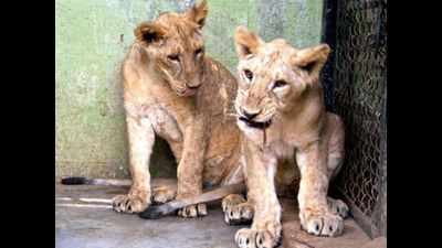 Bengaluru: Name, adopt lion & tiger cubs