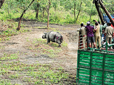 Rhino count in Manas touches 48 after being wiped out in 2005