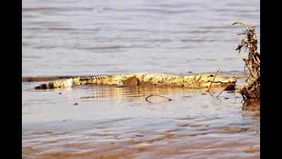 Have crocodiles made Tapi their homes in Surat?