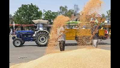 7.33 LMT wheat procured on 9th day in Punjab
