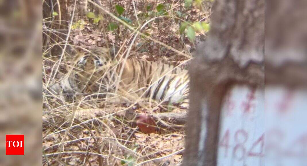 Nagpur: Pench tiger injured in hit-and-run near Deolapar | Nagpur News ...