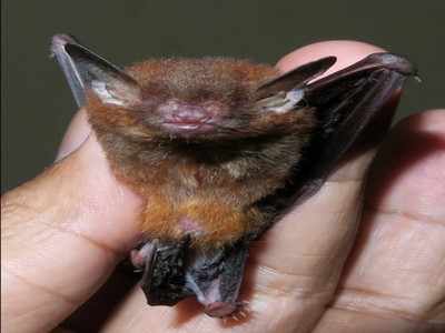First disk-footed bat from India reported in Meghalaya