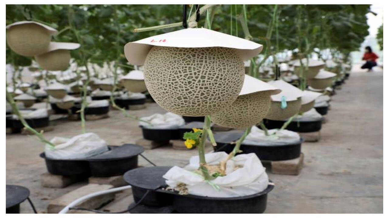Farmers grow Japanese Muskmelon with music and massage - Times of India