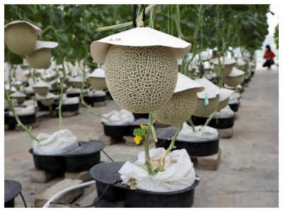 Farmers grow Japanese Muskmelon with music and massage