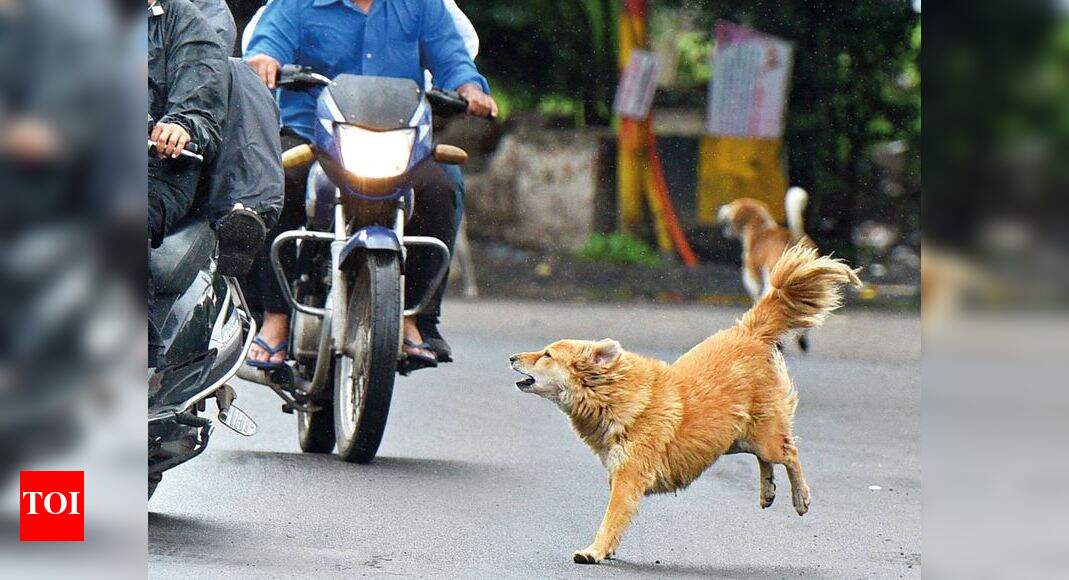 UP: Girl, 7, attacked by stray dogs in Aligarh | Agra News - Times of India