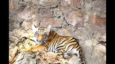 6-month-old tiger cub rescued from well, reunited with mom in Chandrapur