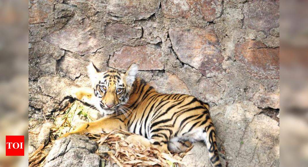 Tiger Cubs Reunite With Mum! 