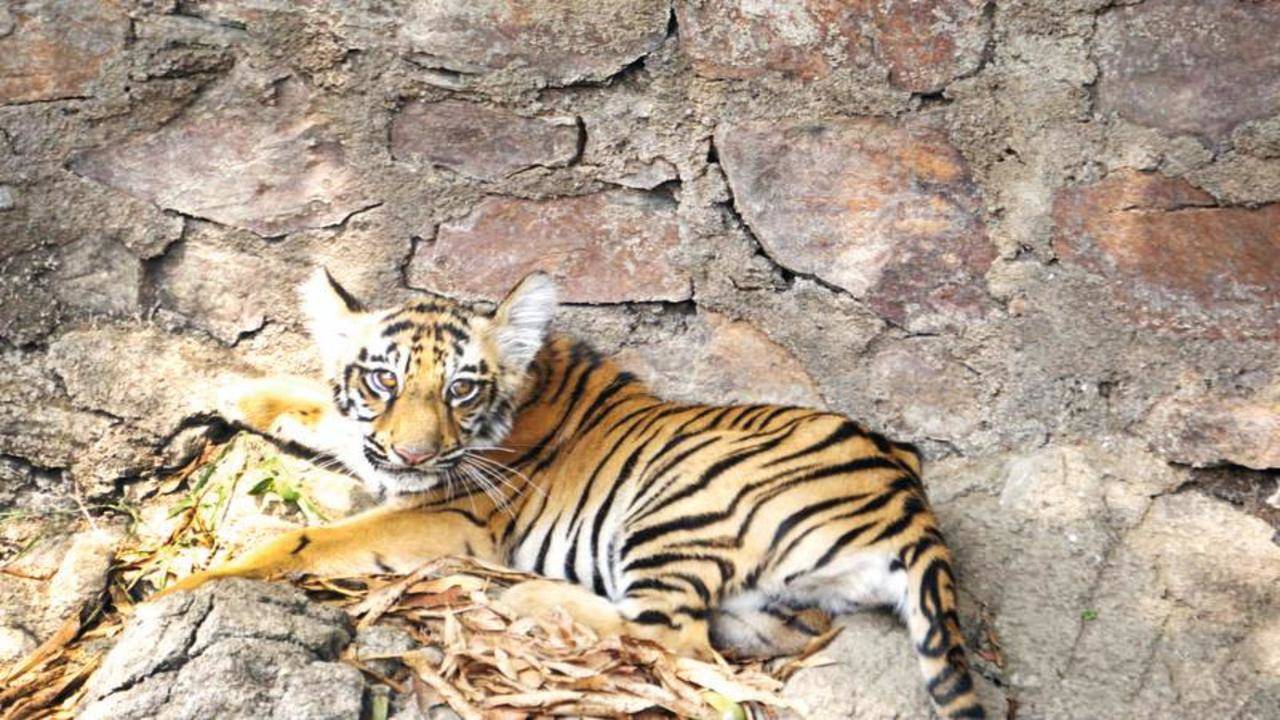 Discovery - Happy #TigerTuesday! 🐅“This photo of a 3-month-old tiger cub  with its mother was taken at the Tipeshwar Wildlife Sanctuary, on the  border of Maharashtra, a state in India. Tiger cubs