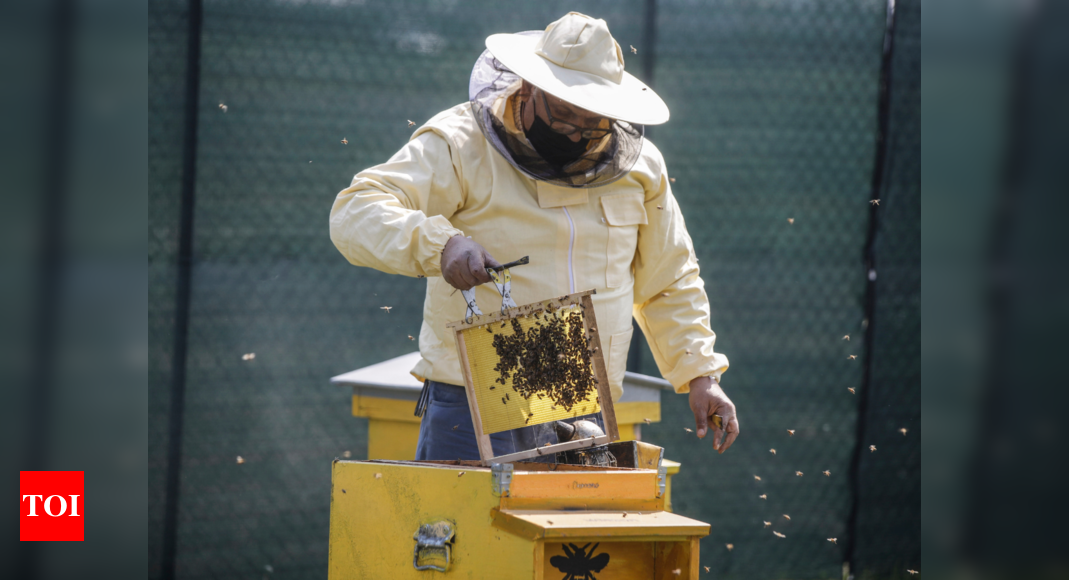 Milan gets buzzier with 1 million bees in designer hives