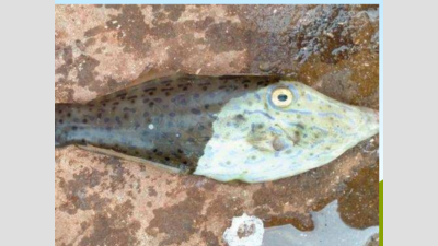 Rare fish netted in Zuari sparks interest