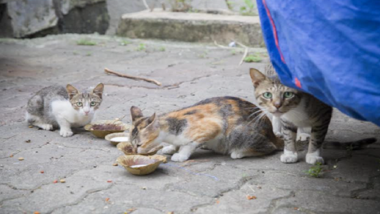 Cat with 2 limbs chopped off put in front of feeder's flat in Mumbai's  Vasai