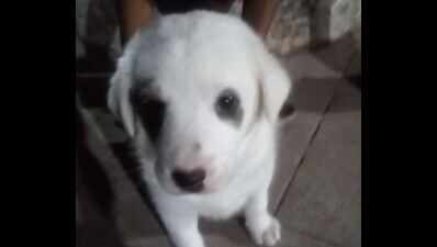Mumbai: Puppy killed with brick in Malvani; FIR lodged | Mumbai ...