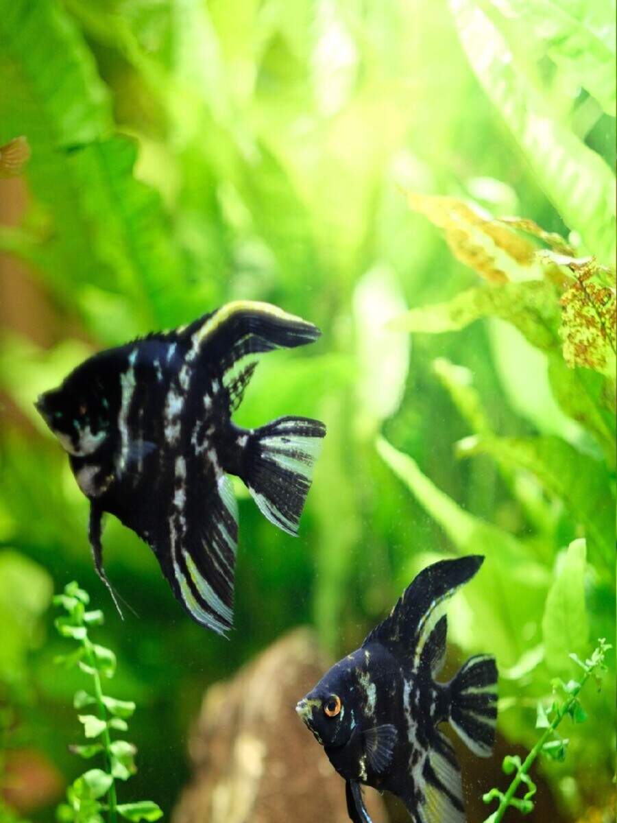 The toprated aquarium attractions in the world Times of India